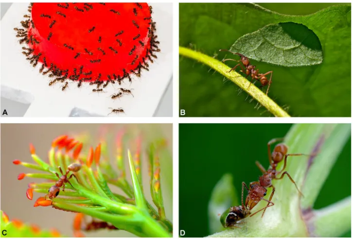 Fig. 1: Ants feeding on different food source (A) The argentine ants Linepithema humile feeding on artificial food, (B) Atta ceph‑