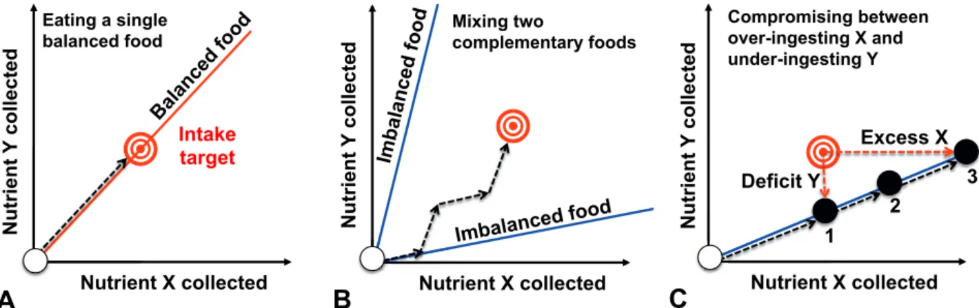 Fig. 3: Nutritional geometry (A) The ant individual can reach its intake target, IT (red target), by eating a balanced diet (the food  contains the same X:Y ratio as the IT)