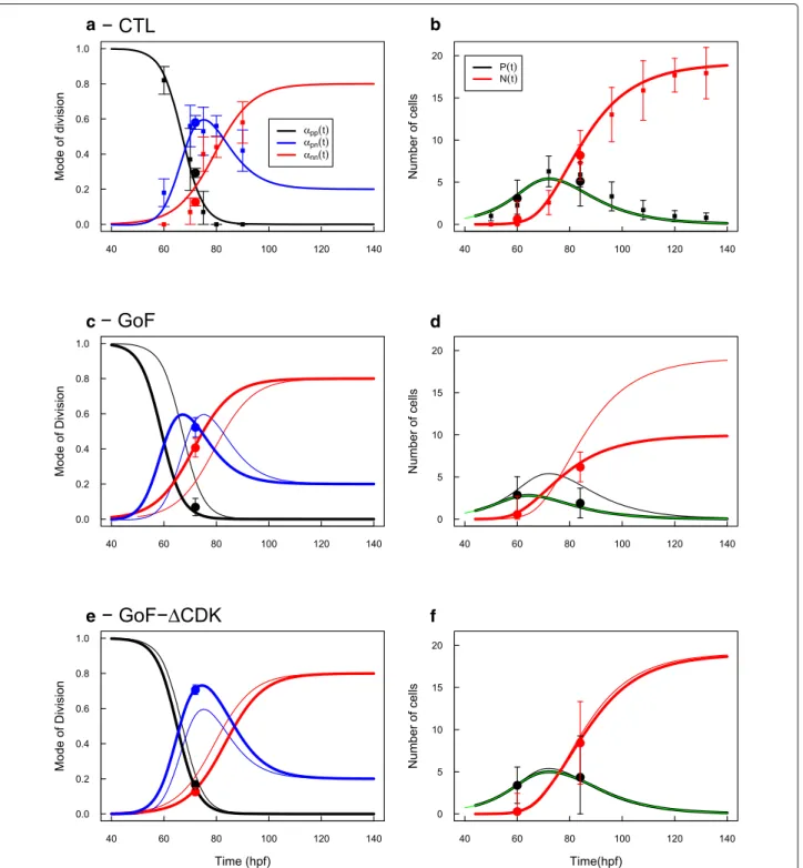 Fig. 1 PN Model for the dynamics of Modes of Division (MoD) and evolution of cells population (P,N) in the developing ventral spinal cord