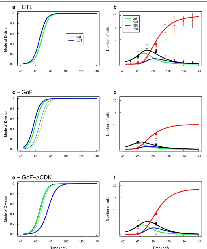 Fig. 2 GAN Model. The fitted evolutions of MoD of G-cells ( γ G ) and A-cells ( γ A ) (left column) and their respective predictions for the evolutions of populations (right column) are reported for the three experimental conditions