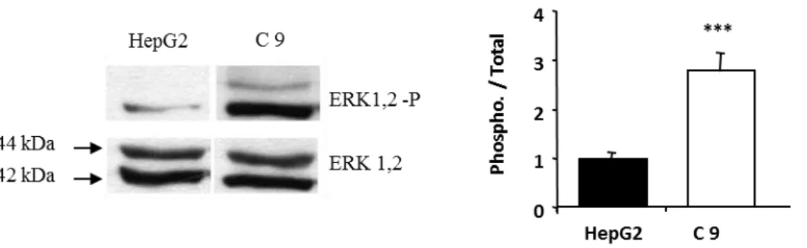 Figure  19 :  Activation  constitutive  de  la  voie  ERK  dans  les  Clones  9.  La  quantité  de  ERK  phosphorylé  est  mesurée par Western Blot dans des cellules HepG2 et Clone 9 (surexpriment SigR1)