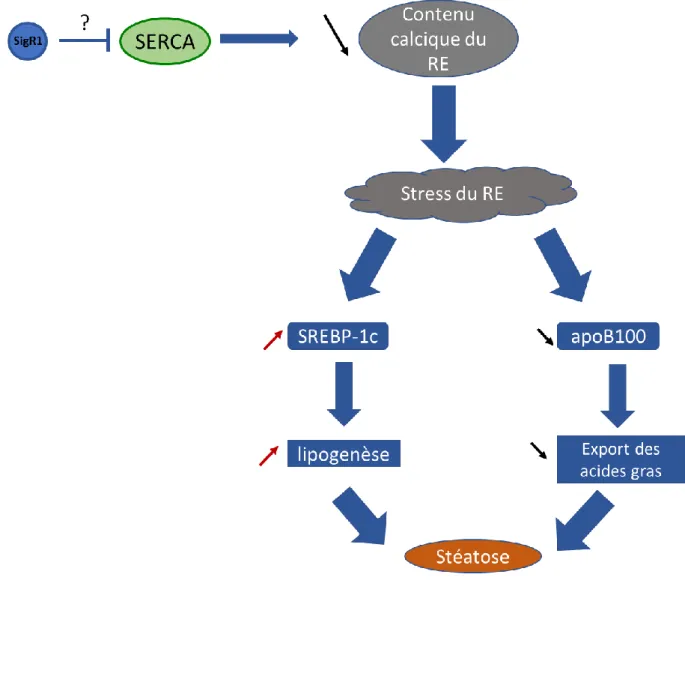 Figure 26. Le stress du RE induit une stéatose. En interagissant avec la SERCA, SigR1 inhiberait son activité  provoquant une baisse du contenu calcique du RE