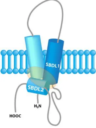 Figure 4. Schéma représentant SigR1 avec deux domaines transmembranaires. SBDL : steroid  binding domain like