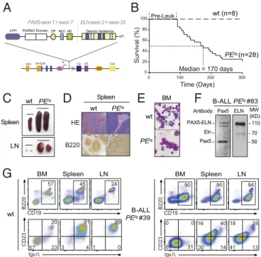 Fig. 1. Human PAX5-ELN expression induces efficient B-ALL development.