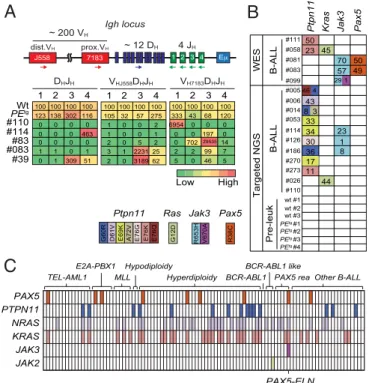 Fig. 2. Clonal selection in PAX5-ELN – induced B-ALL. (A) Schematic of the mouse IgH locus (Upper)