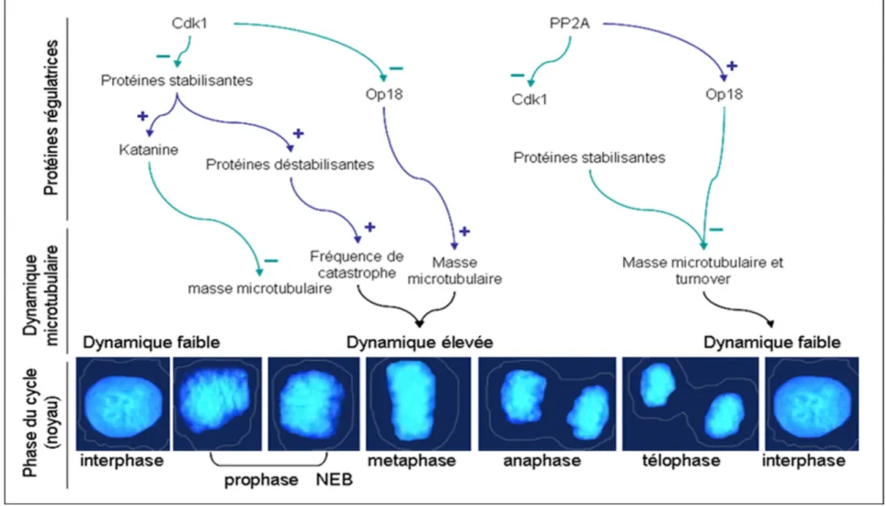 Figure  9 :  Séquence  mitotique  d’intervention  de  différentes  protéines  accessoires  régulatrices  de  la  dynamique  microtubulaire