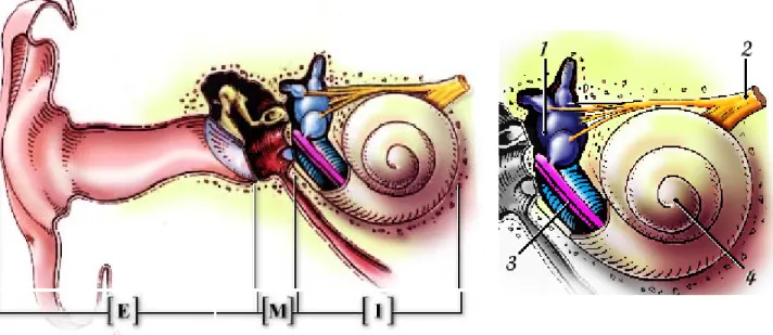 Figure 1 : A gauche, schéma de l’oreille externe, moyenne et interne  (http://www.iurc.montp.inserm.fr/cric/audition/fran%E7ais/ear/ear.htm)