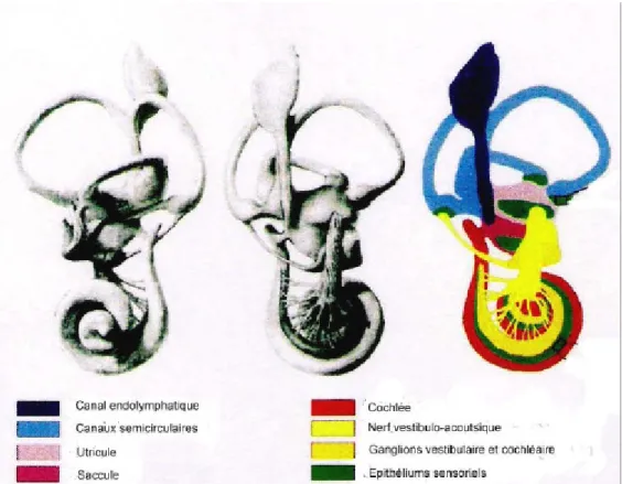 Figure 2 : Anatomie fonctionnelle de l’oreille interne mature. Le dessin  de  droite représente les différentes parties de l’oreille interne (Torres et Giraldez, 1998)