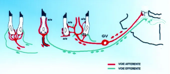 Figure 3 : Schéma de l’innervation sensorielle des cellules du système  vestibulaire. GV : Ganglion vestibulaire ou ganglion de Scarpa