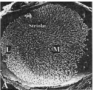 Figure 4 : Vue d’un utricule de rat en microscopie électronique à balayage. La  striole divise l’utricule en deux zones, latérale (L) et médiale (M)  (Dememes et al.,  2001)