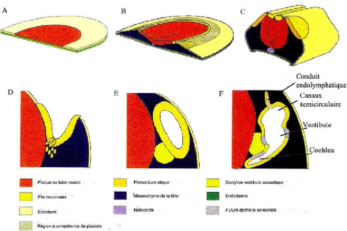 Figure 9 : Résumé du développement précoce de l’oreille interne, chez les  vertébrés. (A) stade prégastrula, (B) plis rostraux avec la préplacode otique, (C)  placode otique, (D) Coupe otique, (E) Vésicule otique et (F) Différenciation de  l’otocyste (Torr