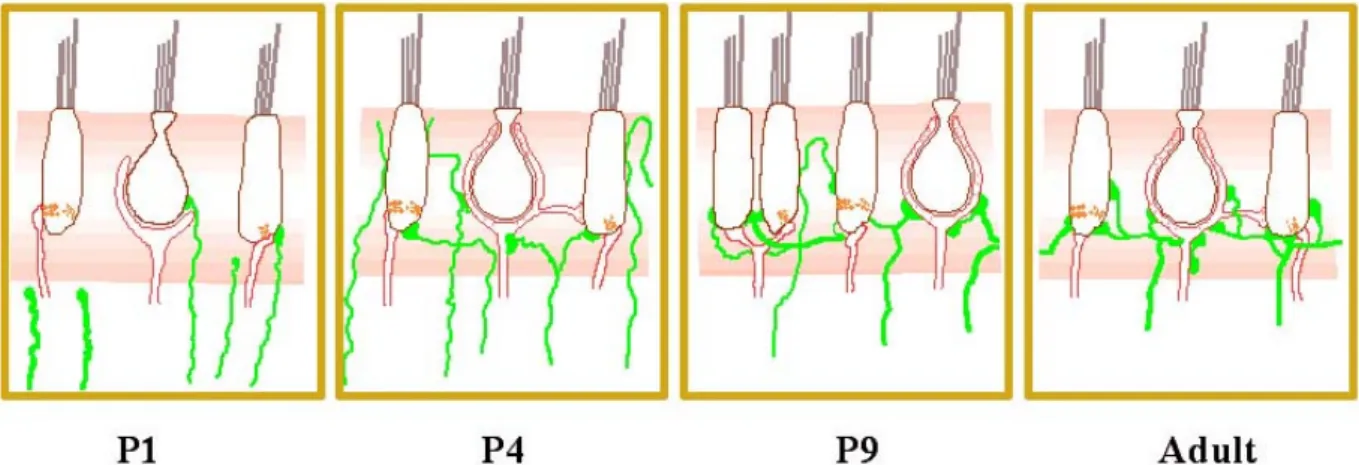 Figure 11 : schéma du développement postnatal de l’innervation afférente (rouge)  et efférente (vert) des épithéliums sensoriels vestibulaires