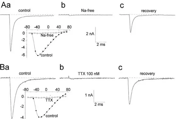 Figure 14 : Propriétés cinétiques du courant sodique enregistré dans les neurones  vestibulaires