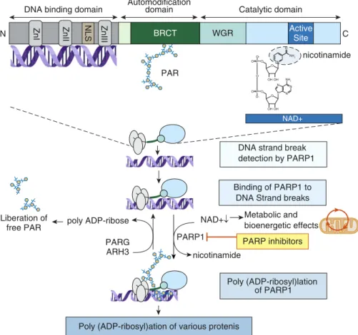 Figure 1. Overview of key biological functions of PARP1. The top part depicts the various domains of PARP (poly[ADP-ribose] [PAR] polymerase), including its DNA-binding domain, with its zinc fingers (ZnI, ZnII, ZnIII), which are essential for recognition o