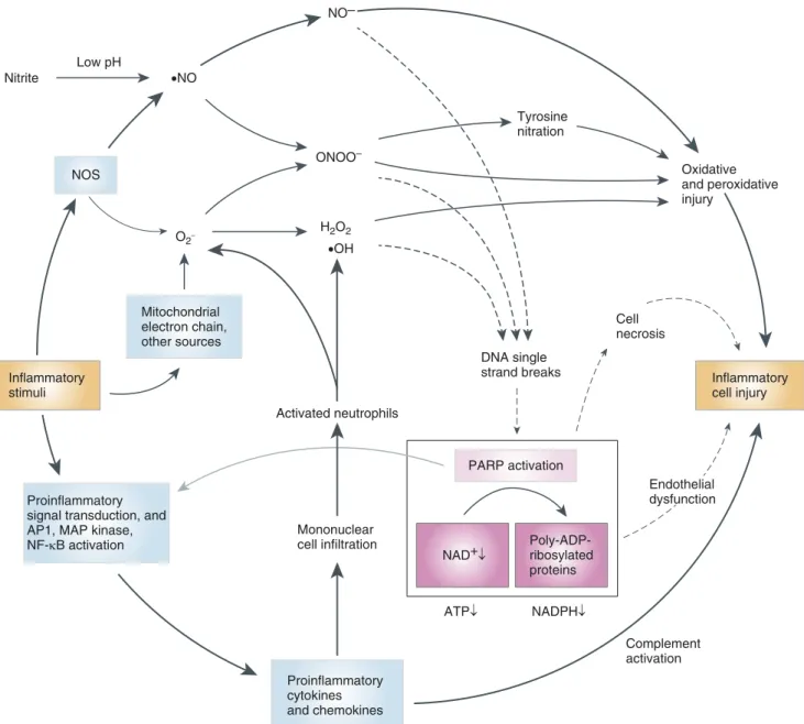 Figure 3. Pathophysiological triggers of PARP activation and interacting pathways of injury