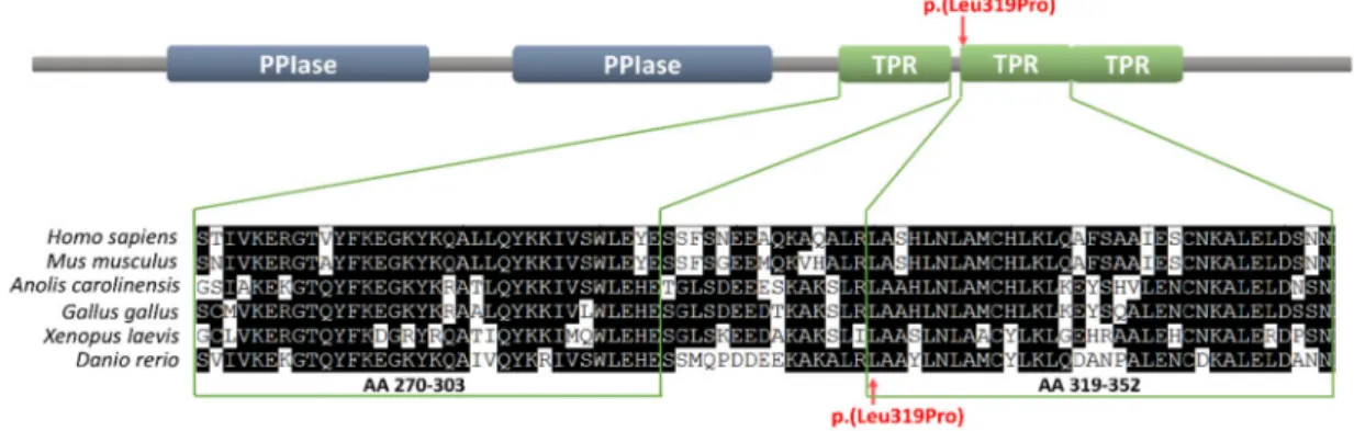 Figure 2. The Leu319 position within the tetratricopeptide repeat (TPR) domain of the FKBP4 protein and the conservation of that residue among vertebrates from fish to humans