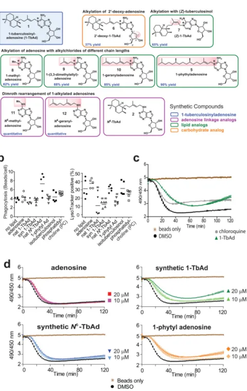 Figure 3. Effect of synthetic analogs of 1-TbAd on lysosomal pH in THP-1 cells and  Macrophages.