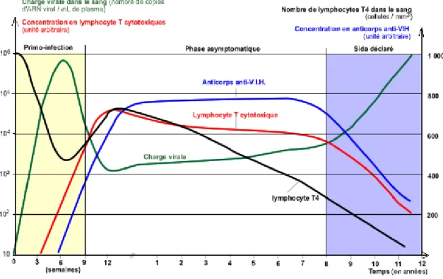 Fig. 1.2 : Evolution naturelle de l’infection et de ses principaux biomarqueurs L’apparition, au milieu des ann´ ees 90, des traitements antir´ etroviraux hautement actifs (HAART pour Highly Active Antiretroviral Therapy) a permis de consid´ erablement  al