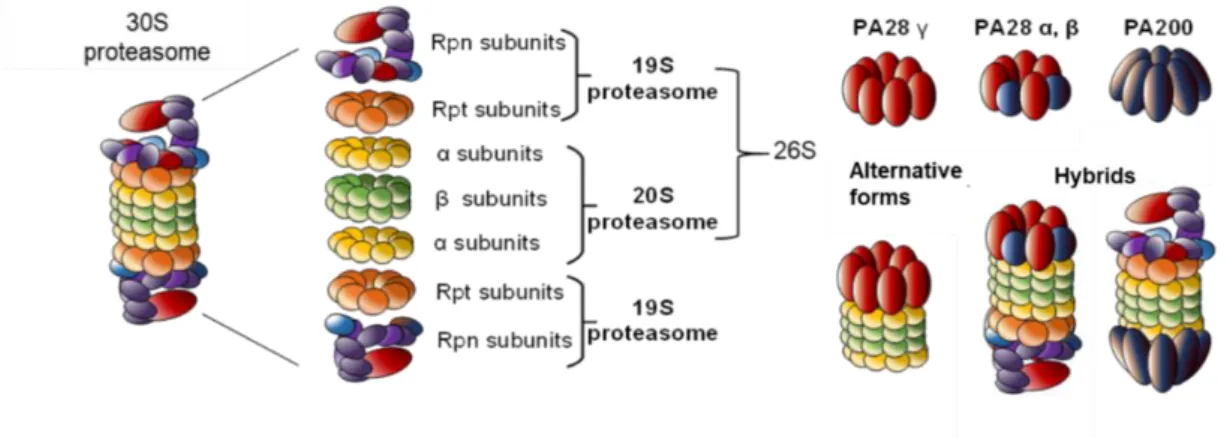 Figure 1.  Proteasome complexity. The 26S proteasome is the most studied proteasome. However,  alternative  regulatory  particles  19S,  PA28  or  PA200  are  able  to  cap  the  core  20S  proteasome  to 