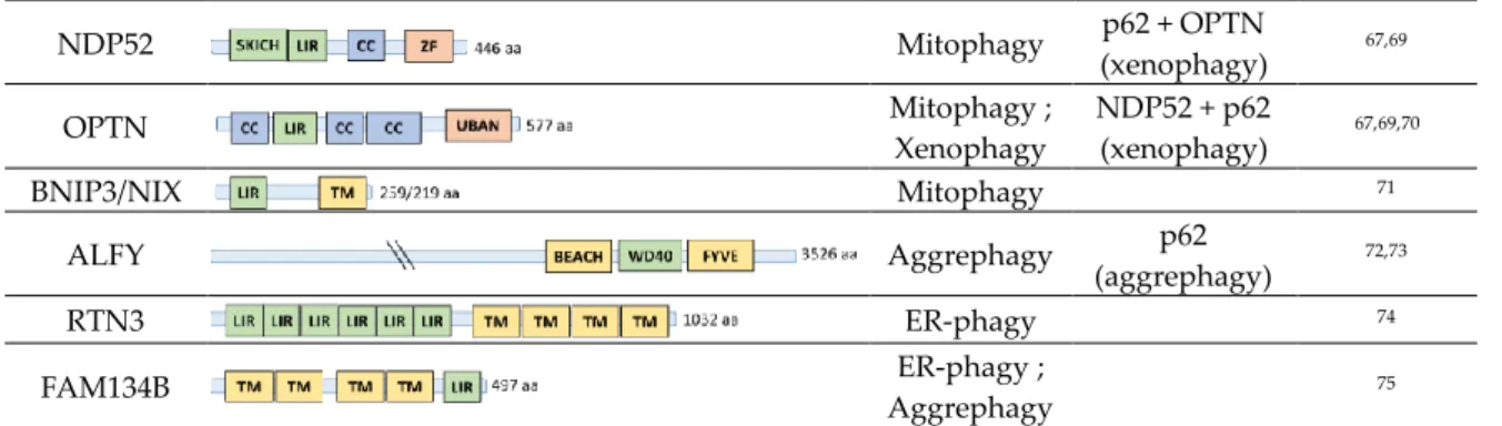 Figure 3. Structure and functions associated to the most studied autophagy receptors. Among more  than  30  autophagy  receptors  known  so  far  in  mammalians,  structural  similarities  and  preserved  functional domains are observed such as the presenc