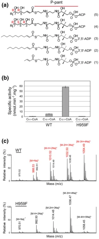 Fig. 4. Activity assays. Enzyme assays were performed on the wild-type DH PpsC and H959F mutant using (1)  trans-but-2-enoyl-CoA (C 4:1 -CoA), (2) trans-dec-2-enoyl-CoA (C 10:1 -CoA), and (3) trans-dodec-2-enoyl-CoA (C 12:1 -CoA).