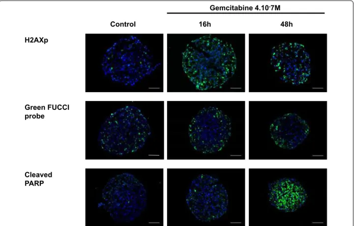 Figure 4 Spatio-temporal response of Capan-2 spheroid to gemcitabine. Analysis of gemcitabine response was done on 5 μm frozen sections of Capan-2 spheroids treated 16 h and 48 h with 4.10 -7 M gemcitabine