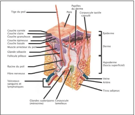 Figure 2 :  Les différentes cellules de l’épiderme.