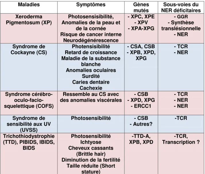 Tableau 2 : Maladies associées à des mutations des gènes du NER. 