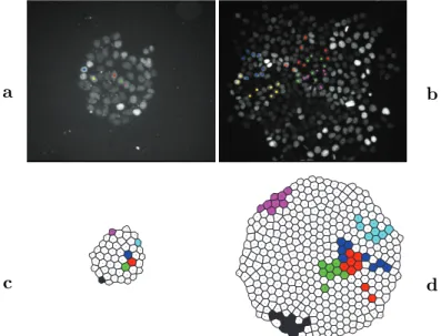 Figure 1: Monitoring of cell lineages in a proliferating cell population. Top images (a) and (b) are experimental data obtained through video-microscopy monitoring of a HCT116 colon cancer cells population at time 0 (a) and 72h (b)
