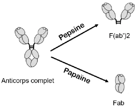 Figure 7: Fragments d’anticorps issus de la digestion enzymatique par la pepsine ou la papaïne