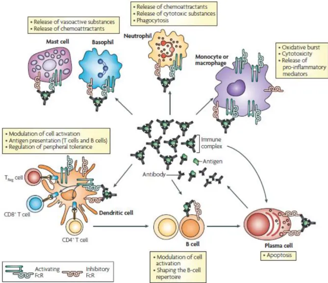 Figure 9: Résumé de la répartition des FcR sur les cellules de l’immunité et principaux effets médiés