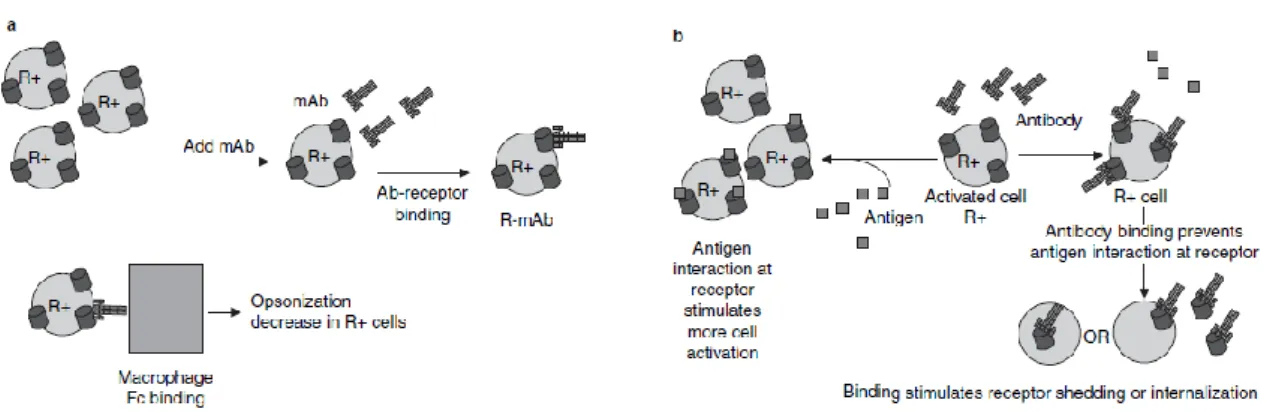 Figure 20: Représentation schématique des effets médiés par les anticorps antagonistes