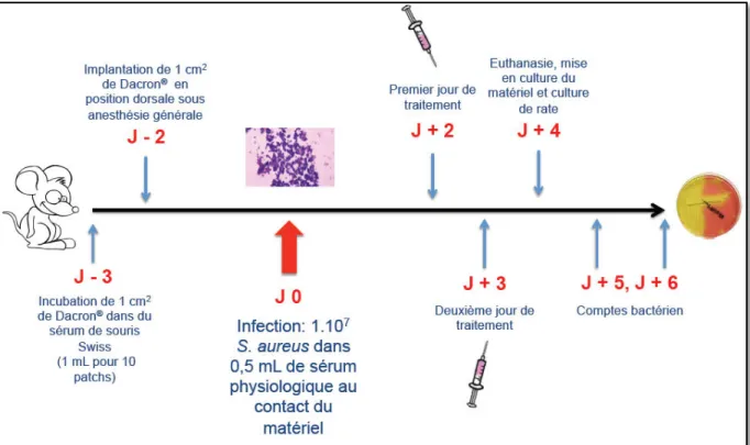 Figure  13.  Plan  expérimental  des  infections  de  matériel  vasculaire  chez  la  souris  avec  évaluation de l’efficacité thérapeutique de différents protocoles d’antibiothérapie                                           