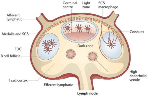Figure  6.  Place  des  cellules  folliculaires  dendritiques  au  sein  des  ganglions