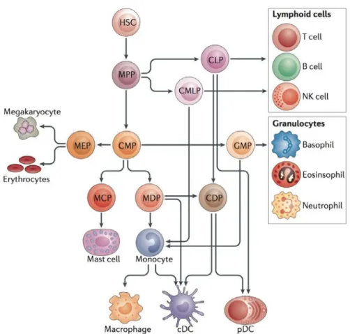 Figure  8.  Différenciation  myéloïde  physiologique. Les cellules myéloïdes proviennent de cellules  souches hématopoïétiques (hematopoietic stem cells, HSCs) et de cellules progénitrices multipotentes  (multipotent  progenitor  cells,  MPPs)