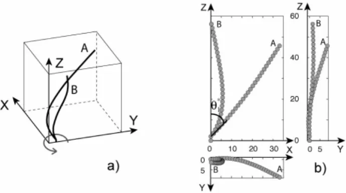 FIG. 5: Sketch in 3D (a) and projected views (b) of the rotating filament before (A, ˜N = 600) and after (B, ˜N = 800) the bifurcation (M = 30 beads, ` p /L = 10 3 ).