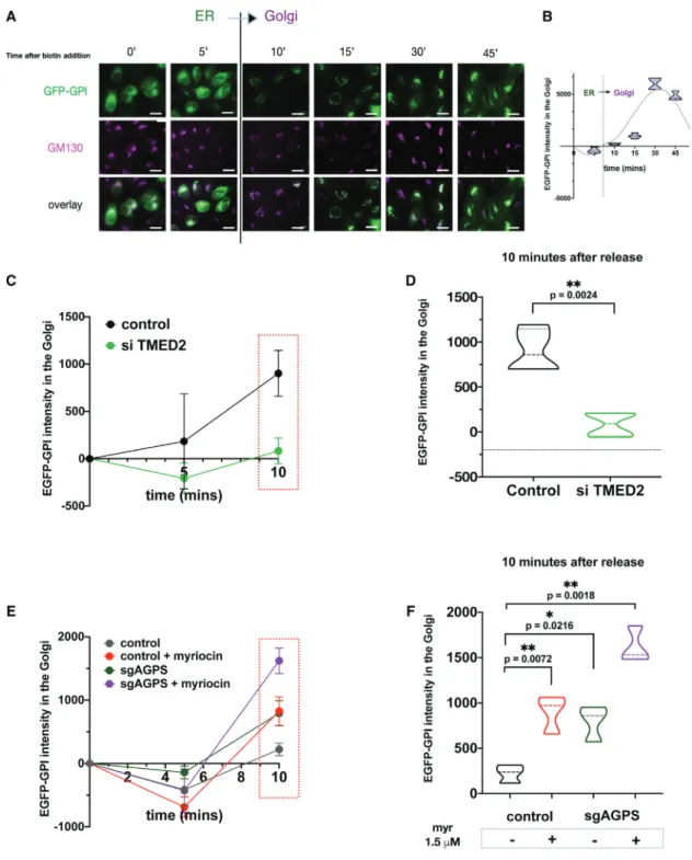 Figure 5. Ether Lipid Depletion Accelerates Anterograde Transport of GPI-Anchored Proteins