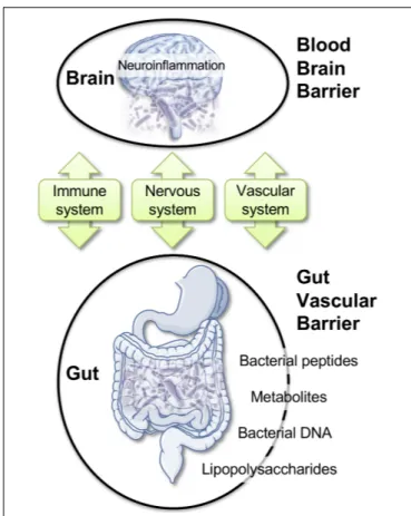 FIGURE 2 | Gut–brain axis: communication routes and physiological barriers.