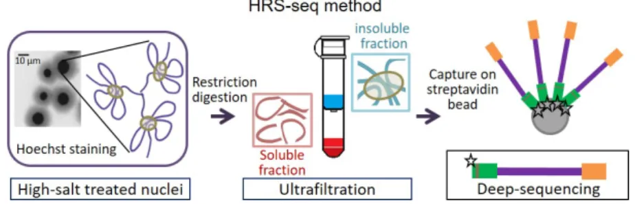 Figure 2. Principle of the HRS-seq method allowing the high-throughput identification of genomic  sequences significantly associated with large RNP (ribonucleoprotein) complexes and nuclear bodies  (adapted from  [69] )