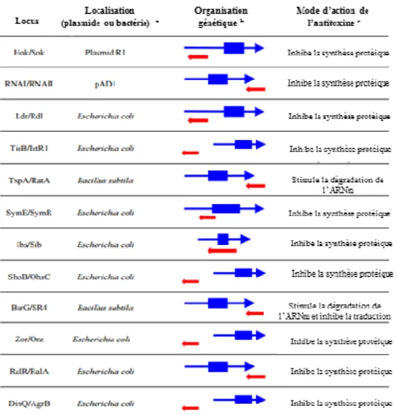 Tableau  6 :  Caractéristiques  de  certains  loci  de  STA  de  type  I  décrits.  a La  localisation  (première  décrite)  de  chaque  locus  toxine-antitoxine  est  indiquée