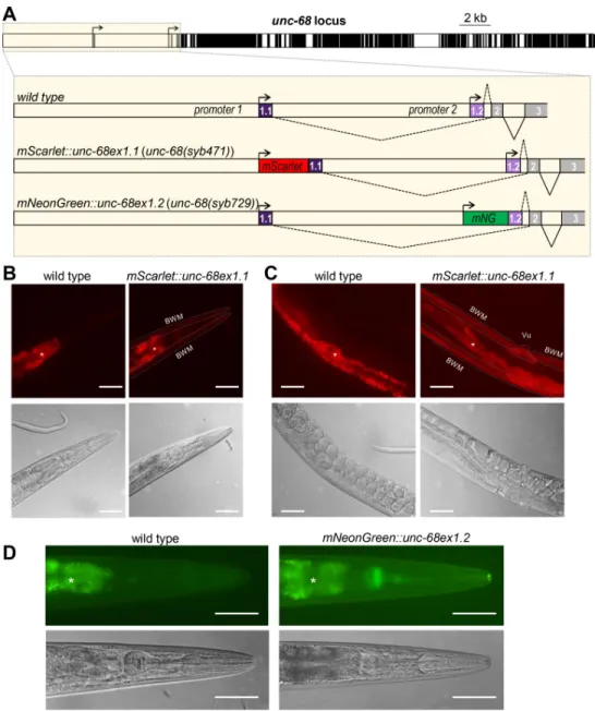 Fig 1. Alternative transcription analysis of unc-68 through fluorescent reporter knock-ins