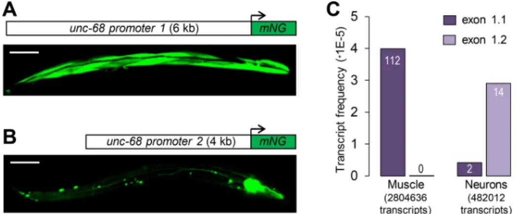 Fig 2. Alternative promoters and tissue-specific expression of unc-68 exon 1.1 and exon 1.2