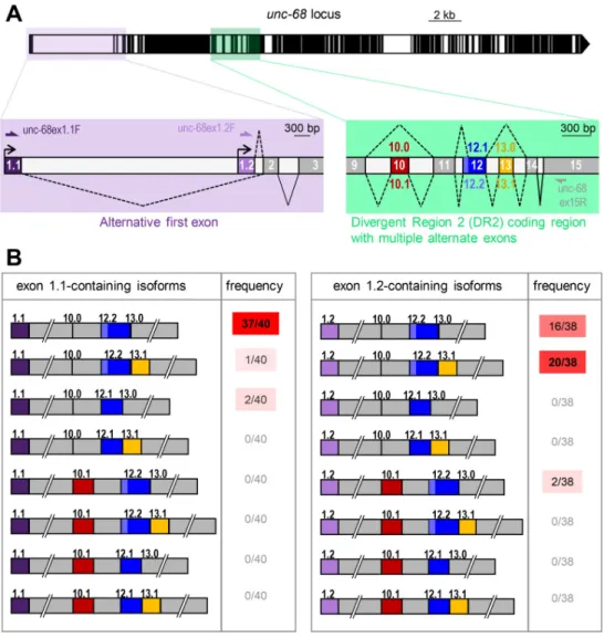 Fig 3. Combinations of unc-68 alternative exons. (A) Schematic of the unc-68 locus as in Fig 1, with close-up views of the alternative transcription start region (lavender) and of the alternative splicing hot spot in the DR2 coding region (green)