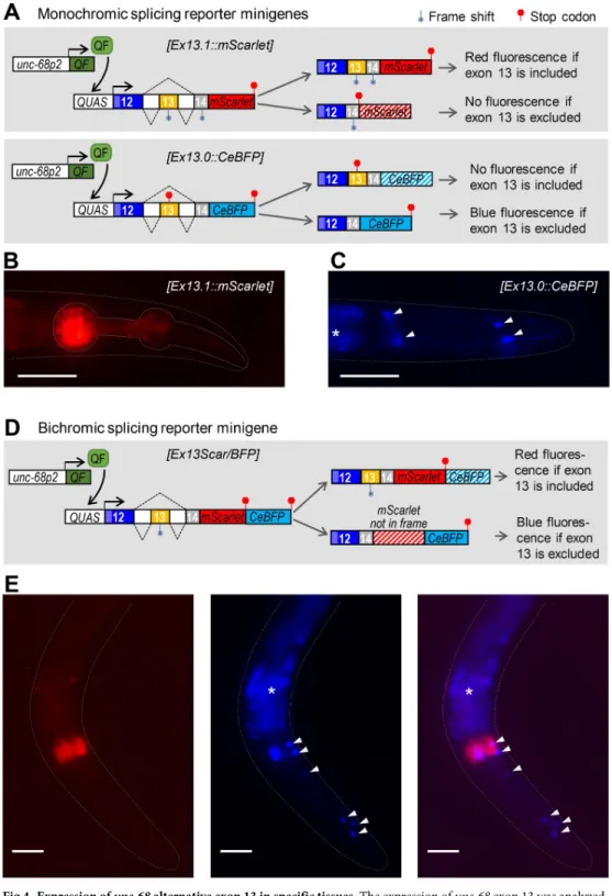 Fig 4. Expression of unc-68 alternative exon 13 in specific tissues. The expression of unc-68 exon 13 was analyzed using alternative splicing reporter minigenes