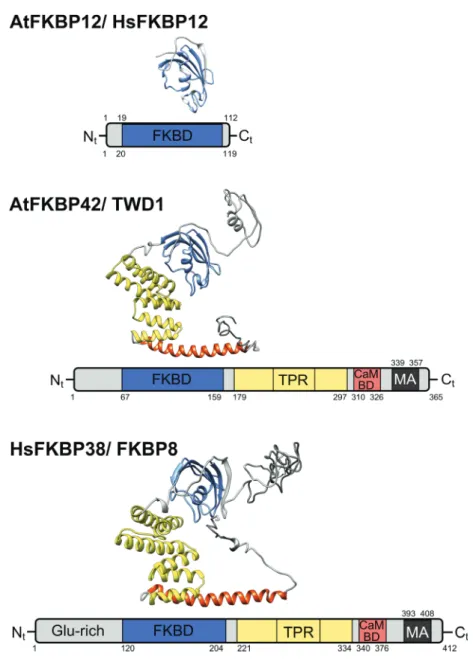 Fig. 1. Domain composition and molecular structures of human FKBP38 and Arabidopsis thaliana FKBP42/TWD1