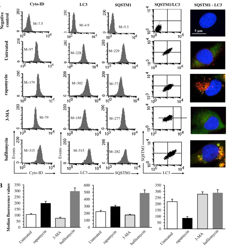 Figure S1. Autophagy  evaluation  performed by  flow and static cytometry  in 2FTGH  cells  under different  experimental conditions