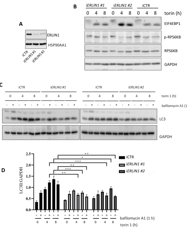 Figure S4. Autophagy flux evaluation in ERLIN1 downregulated cells treated with 100 nM torin 1