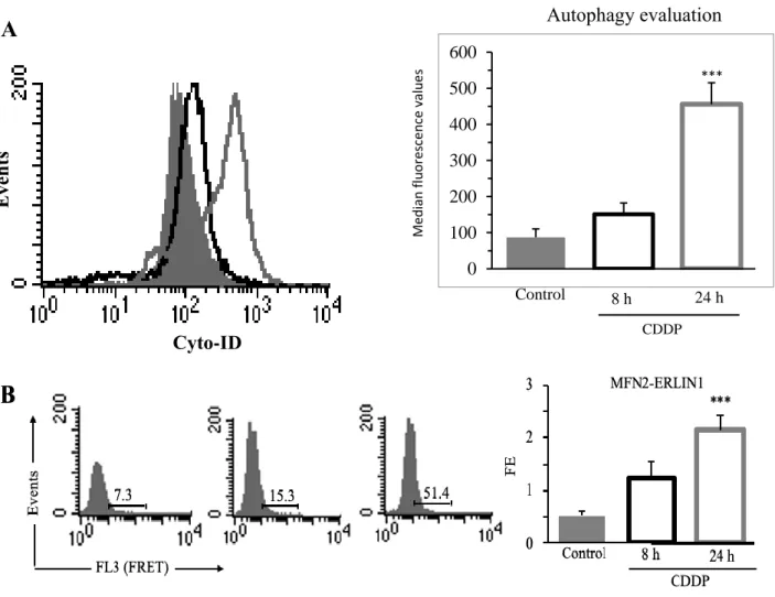 Figure  S5.  CDDP  cell  treatment  induced  autophagy  and  MFN2-ERLIN1  association
