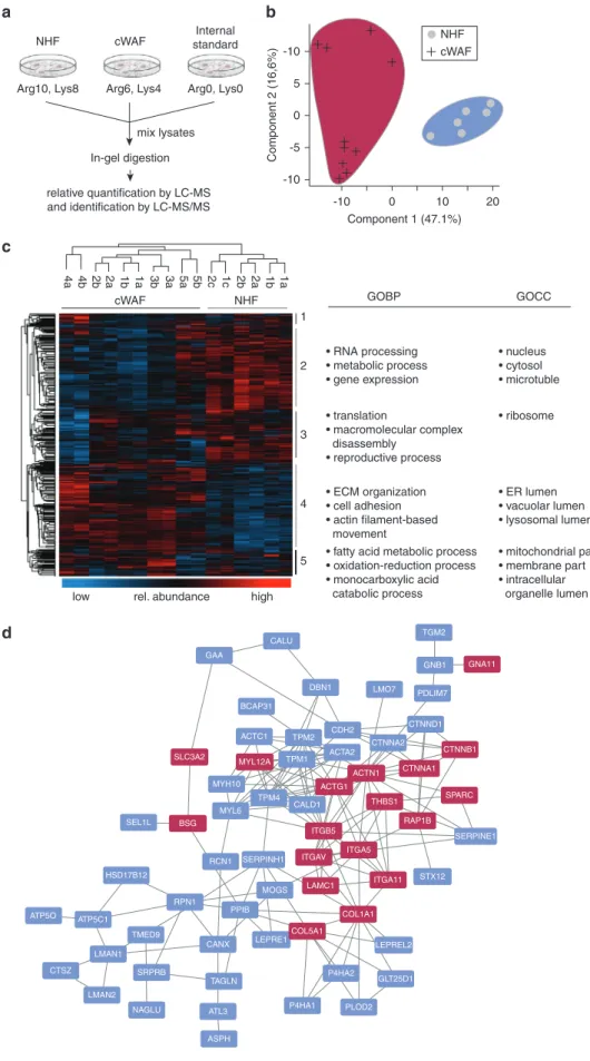Figure 1. Expression proteomics analysis comparing cWAFs and NHFs reveals cell phenotype-specific proteomic signatures