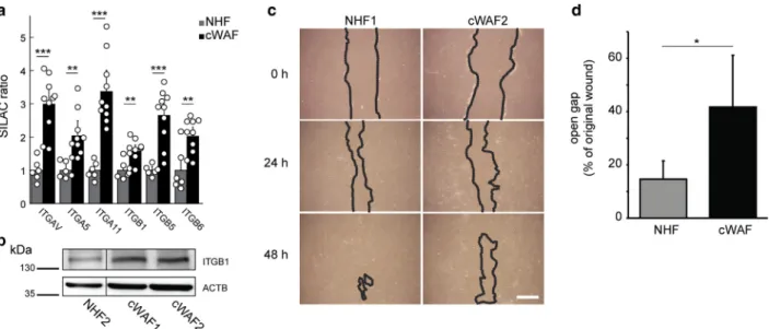 Figure 4. cWAFs show a decreased migration and increased abundances of adhesion molecules